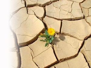 fleur sur terre seche